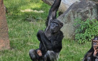 Kmotři ZOO Plzeň