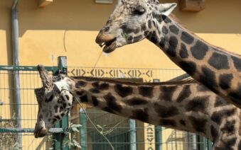 Prvňáci a třeťáci v plzeňské zoo